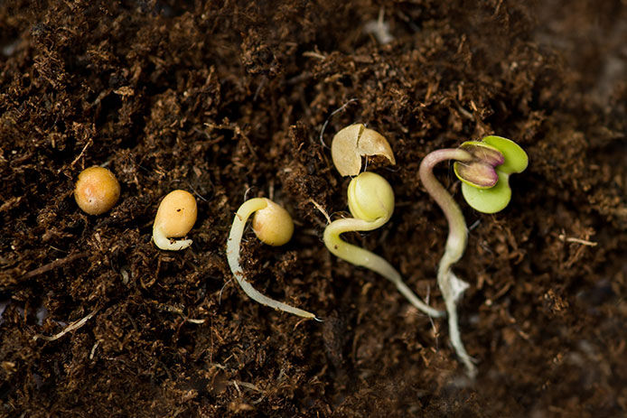 Seedlings germinating in the soil