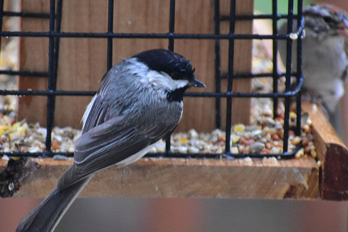 a close up image of a blue and black bird sitting on a bird feeder eating seeds