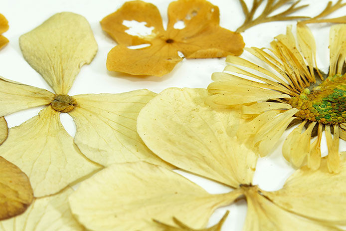 Close-up of a few dried flowers on white background