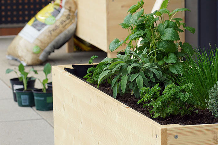 Handmade herbal raised bed on a balcony parsley, sage, thyme, mint and chives grow in a wooden self built raised bed on a terrace