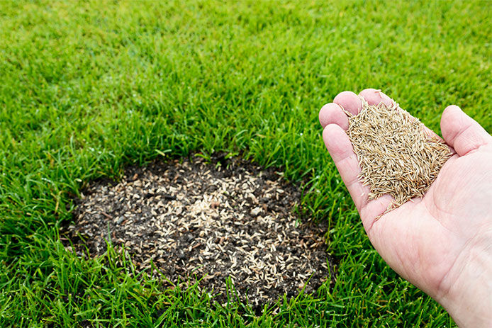 Grass seed in a persons hand