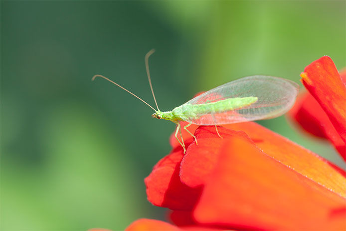 Close-up of a green lacewing on a red flower petal