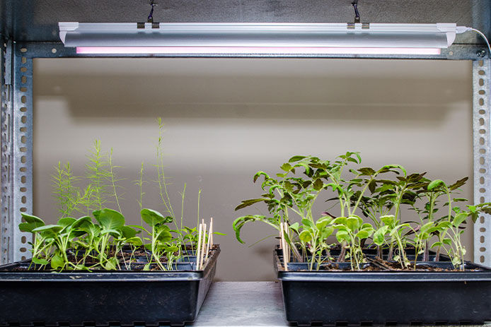 Indoors seedlings under LED on a metal shelf