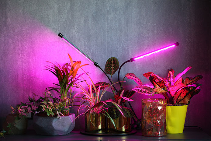 Plants all lined up underneath an indoor light