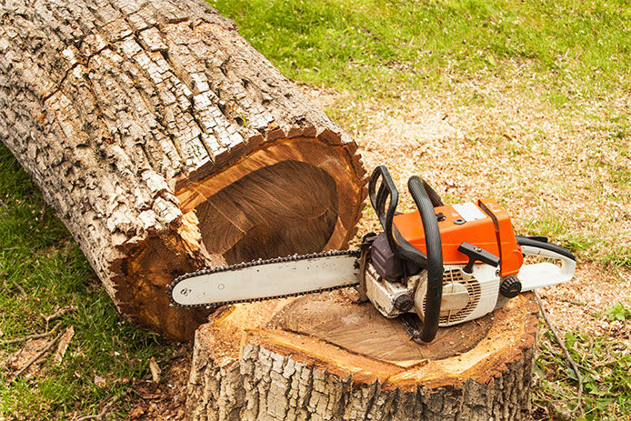 A gas powered chainsaw sitting on a stump of a recently cut down tree