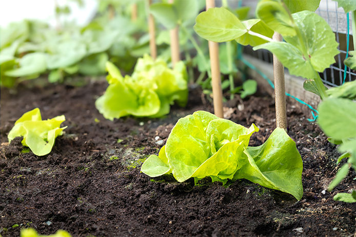 A lettuce or cabbage growing in a garden bed