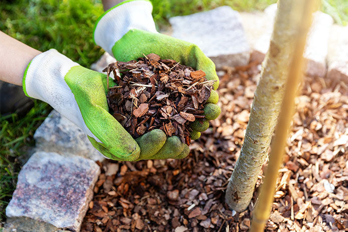 Person wearing gardening gloves and holding a handful of mulch