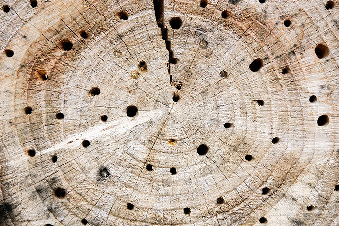 Bee and insect hotel of natural wood branches