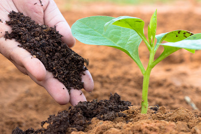 Farmer hand giving plant organic humus fertilizer to plant