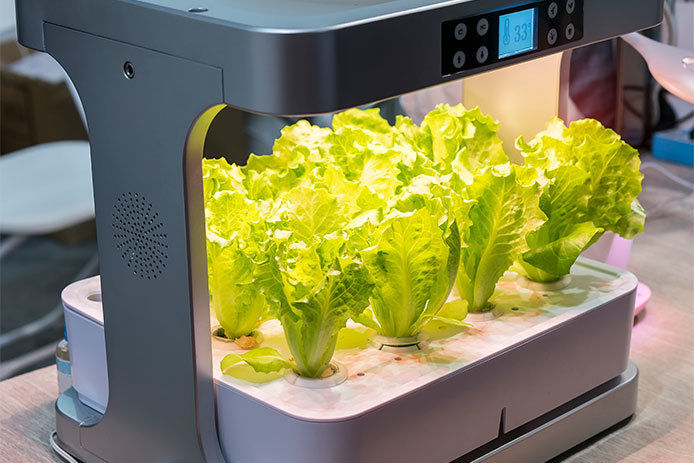 A small counter top hydroponic system growing eight lettuce plants underneath a grow light.