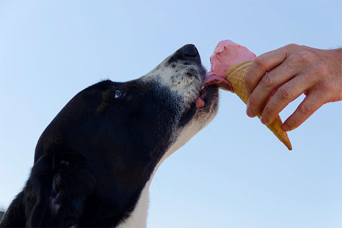 A black and white dog licking a pink ice cream cone isolated on a blue background