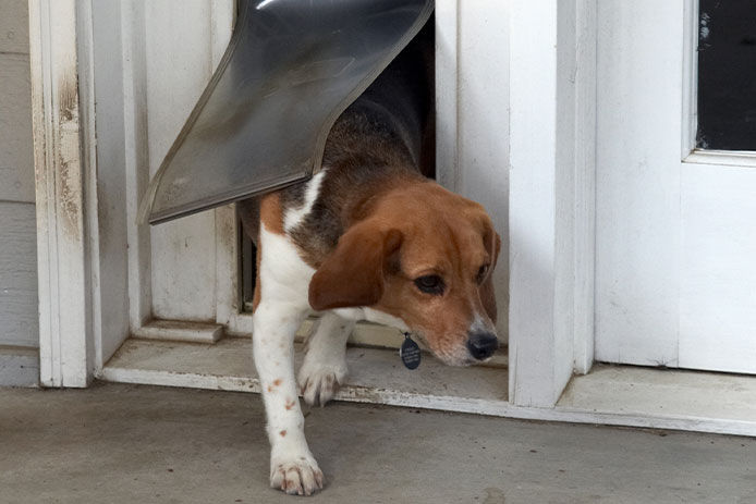 A brown, white, and black beagle, exits a dog door installed on a white door. The beagle’s top half of his body is outside the door and his paws are touching the grey concrete beneath the dog door opening. 