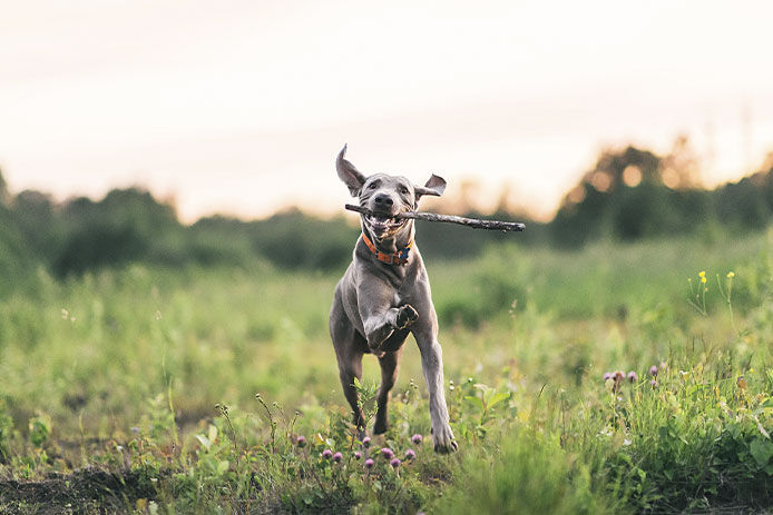 Grey Weimaraner with joyful expression running through green grass with a whip in the background, blurred scenery.