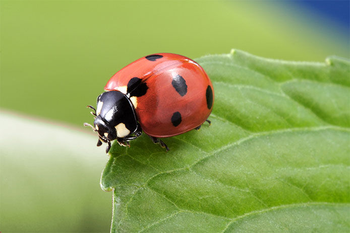 Close-up of a ladybug on a leaf