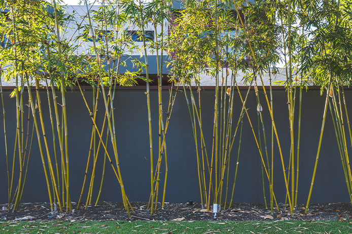 Bamboo landscaping