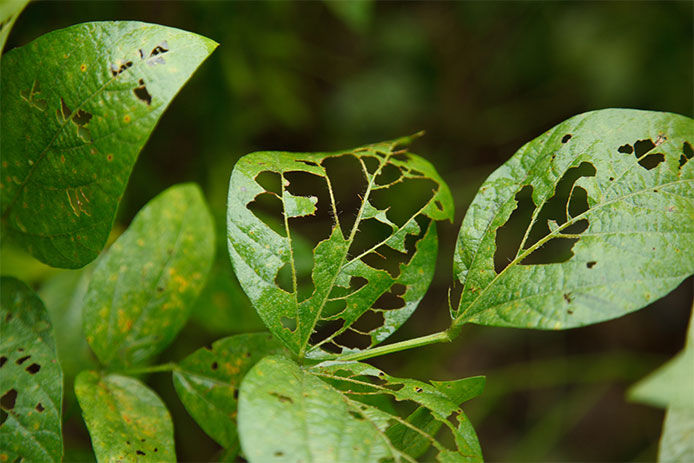 Close-up of leaves with eaten spots in them