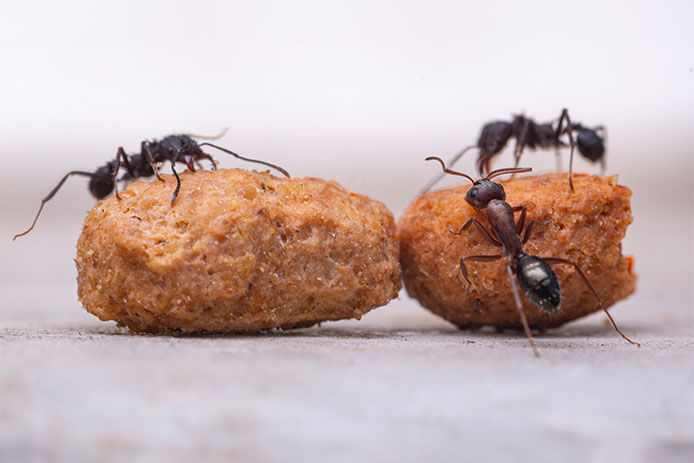 Ants eating scraps of food on the floor