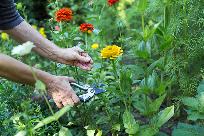 Cutting zinnias using pruning shears out in the flower garden