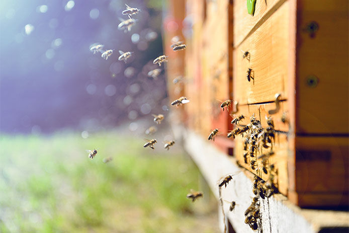 Close-up of bees entering through bottom of beehive