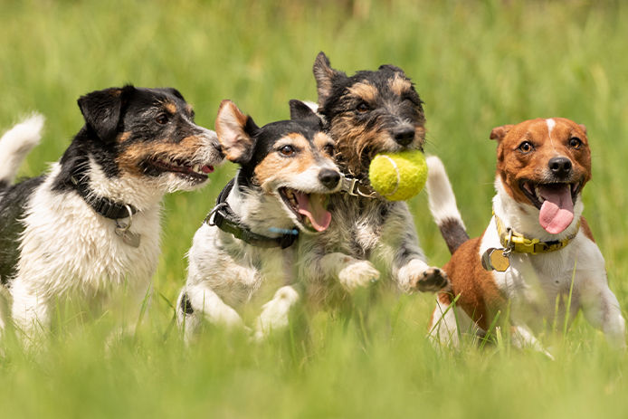 Many dogs run and play with a ball in a meadow - a pack of Jack Russell Terriers