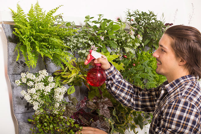 Growing herbs in an apartment. Man is watering his plants on the wall.