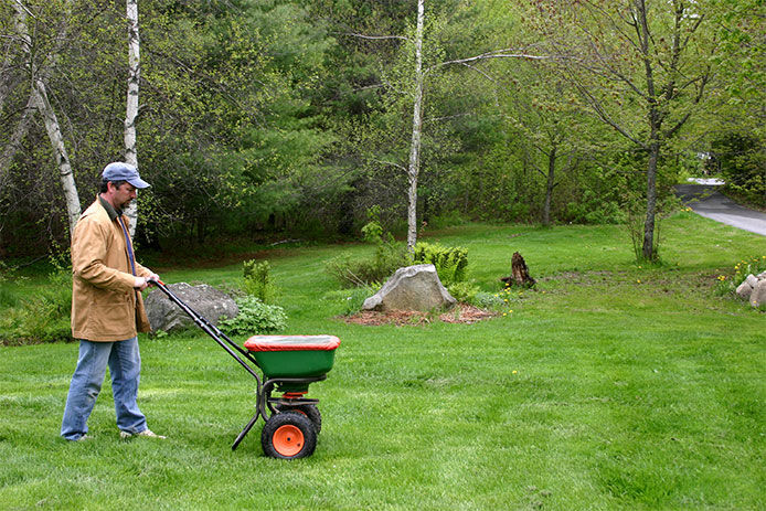 A man overseeding his lawn