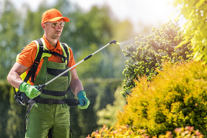 Man spraying bushes with an insecticide
