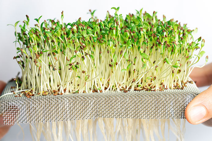 Microgreens growing out of a wire mesh
