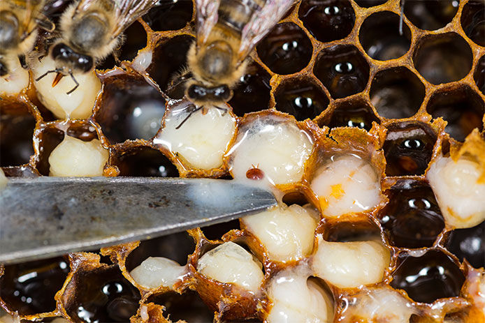 Close-up of a mite in a honeycomb