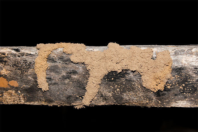 Close-up image of what a termite mud tube looks like