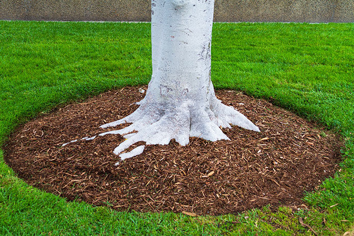 Mulch around a tree