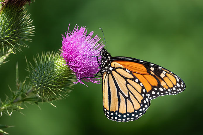 Monarch butterfly on a purple flower