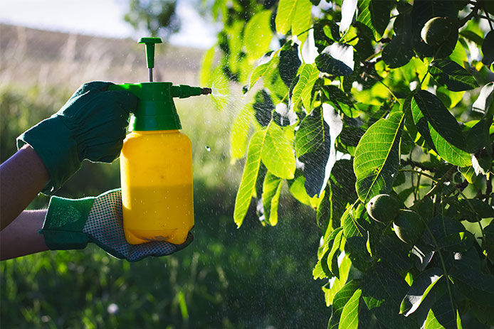 Person wearing gardening gloves and spraying an insecticide on the leaves of a tree