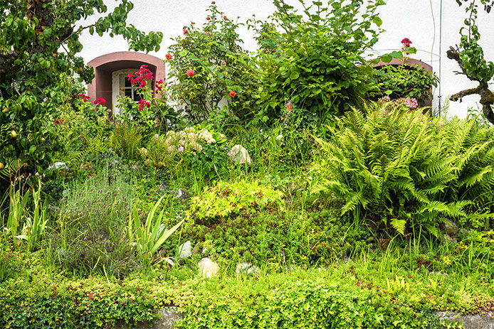 A yard taken over by overgrown plants and bushes