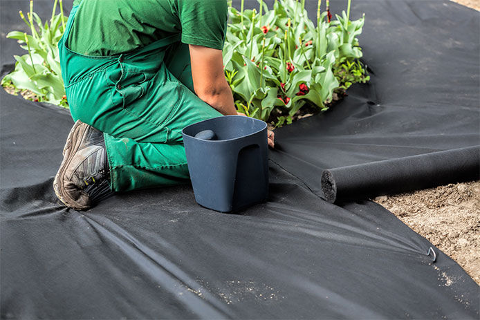 Person wearing green overalls cutting landscape fabric around plant
