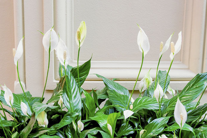 Peace Lily