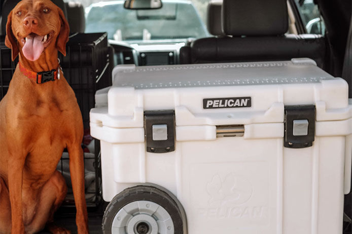 A dog sitting next to a Pelican Cooler in the truck of a hatchback car