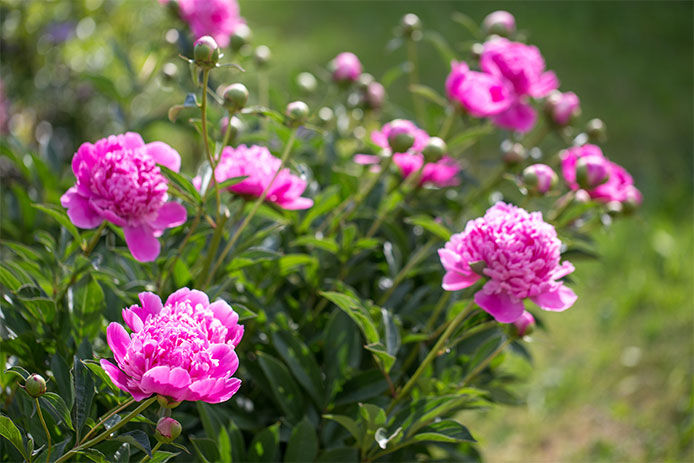 Pink peonies