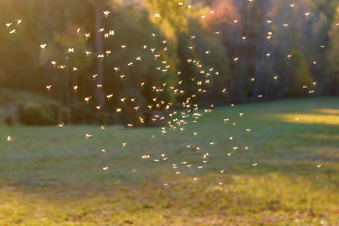 Showing bugs in the yard