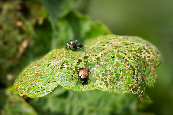 Beetles on an eaten leaf with holes