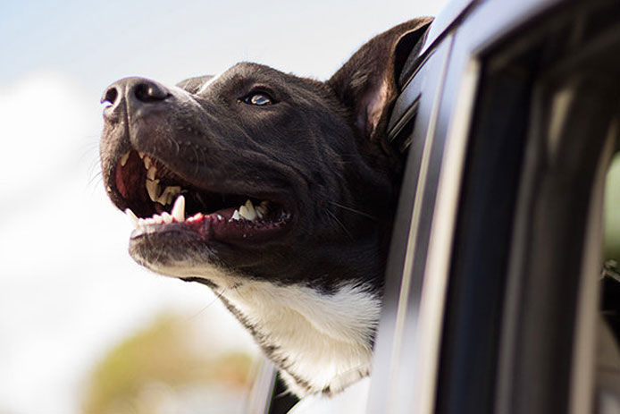 A black and white dog sticking its head outside of a passenger window in a moving car.