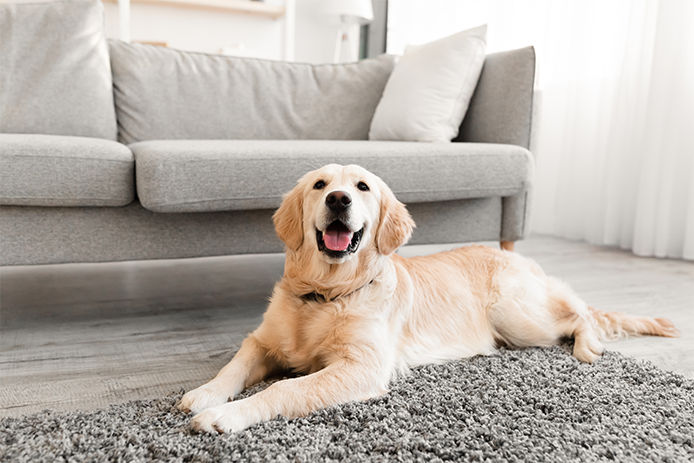 A very happy golden retriever laying on a gray fluffy rug on a living room floor