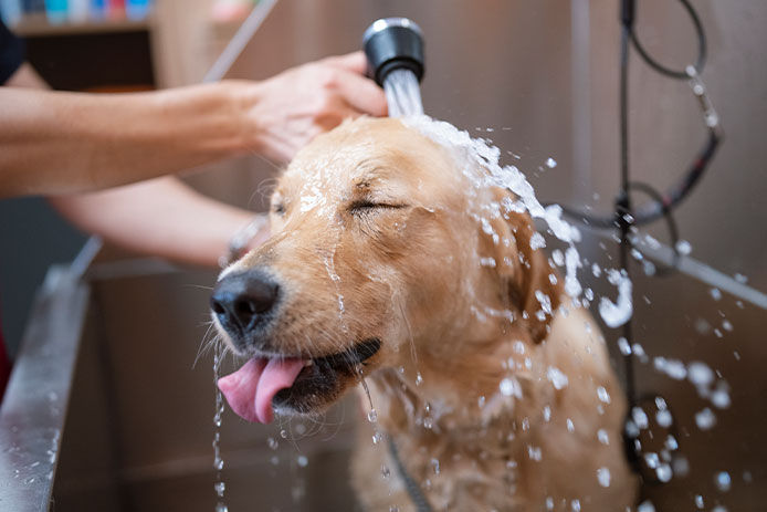 Person washing their dog