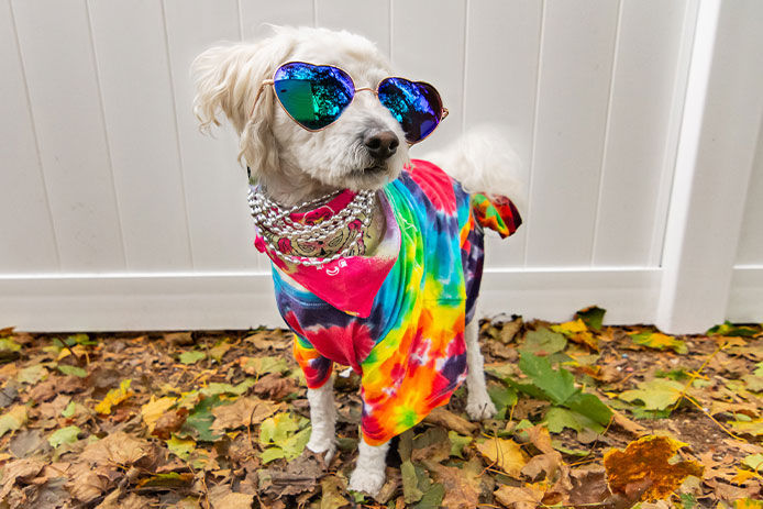 A small white fluffy dog wearing ble reflective sunglasses, marti gras beads and a tye dye bandana posing for a photo shoot