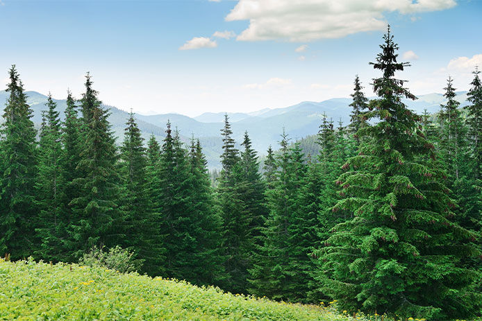 Frest of pine trees, lush green grass and blue skies with mountains in the distance