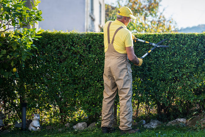 A man trimming tall bushes