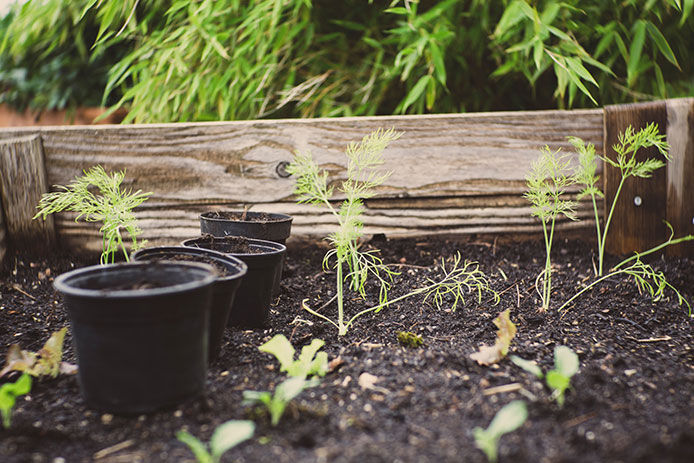 Plants in a raised garden bed