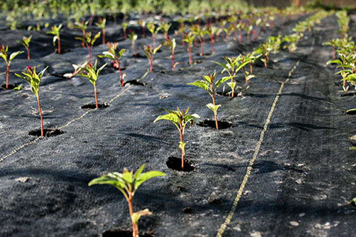 A bunch of small plants stilling out of cutouts in landscaping fabric