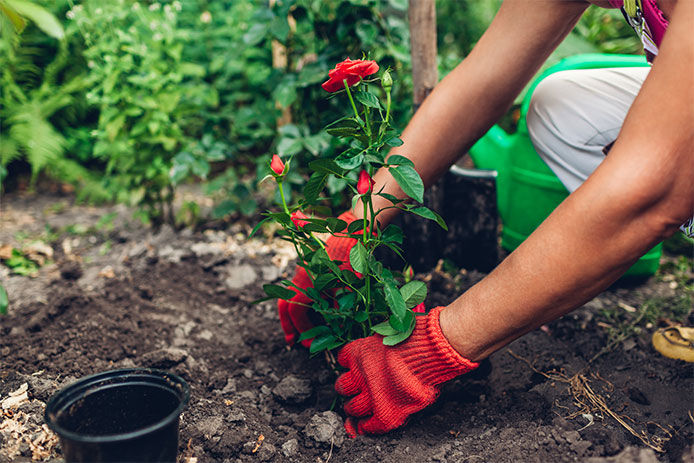 A close up of a lady wearing red garden gloves planting a young red rose bush into her backyard garden