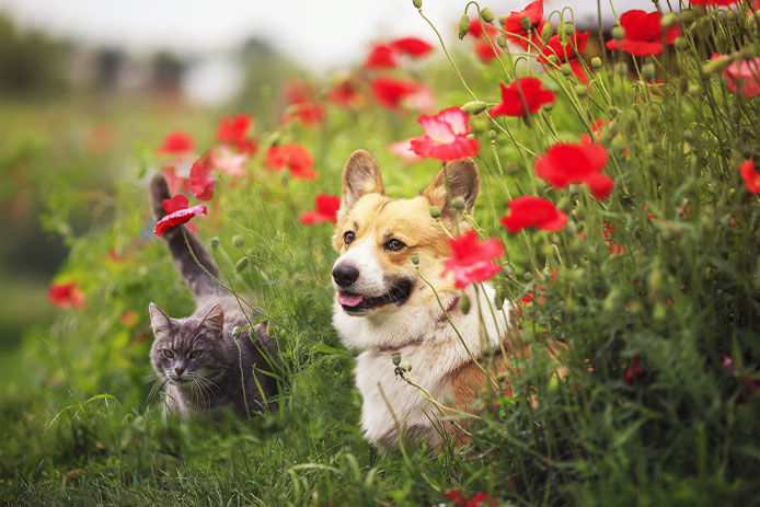 A playful corgi and striped cat relax in a sunny summer garden among a bed of vibrant red poppies, surrounded by green foliage and trees. The corgi sits with its tongue out, while the cat gazes up at the camera with curious expressions.